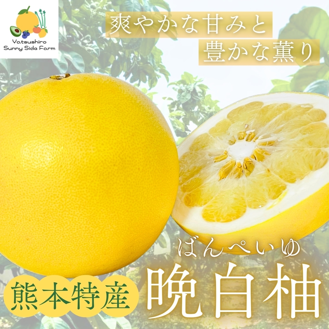 晩白柚☆様×4 送料無料】熊本特産品 八代地区氷川町産