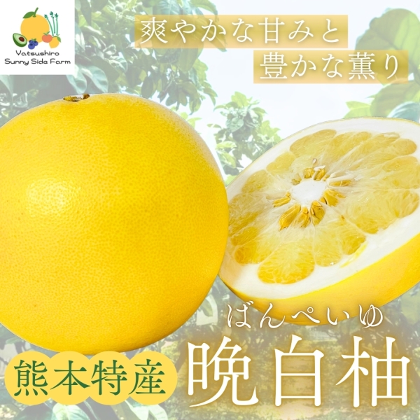 【熊本県産】晩白柚