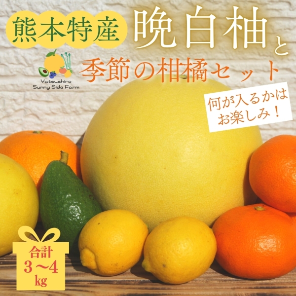 【熊本県産】晩白柚と季節の柑橘セット
