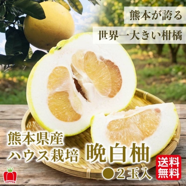 【送料無料】熊本県産 ハウス栽培 晩白柚 (1玉・2玉)