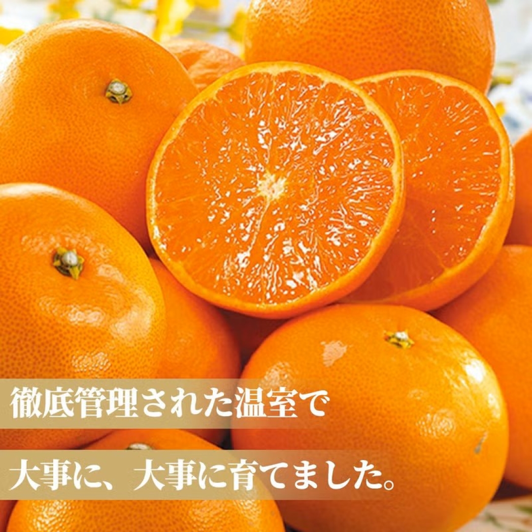 熊本県産 完熟 温室みかん 2.3kg（20～40玉入り）【送料無料】 とっ