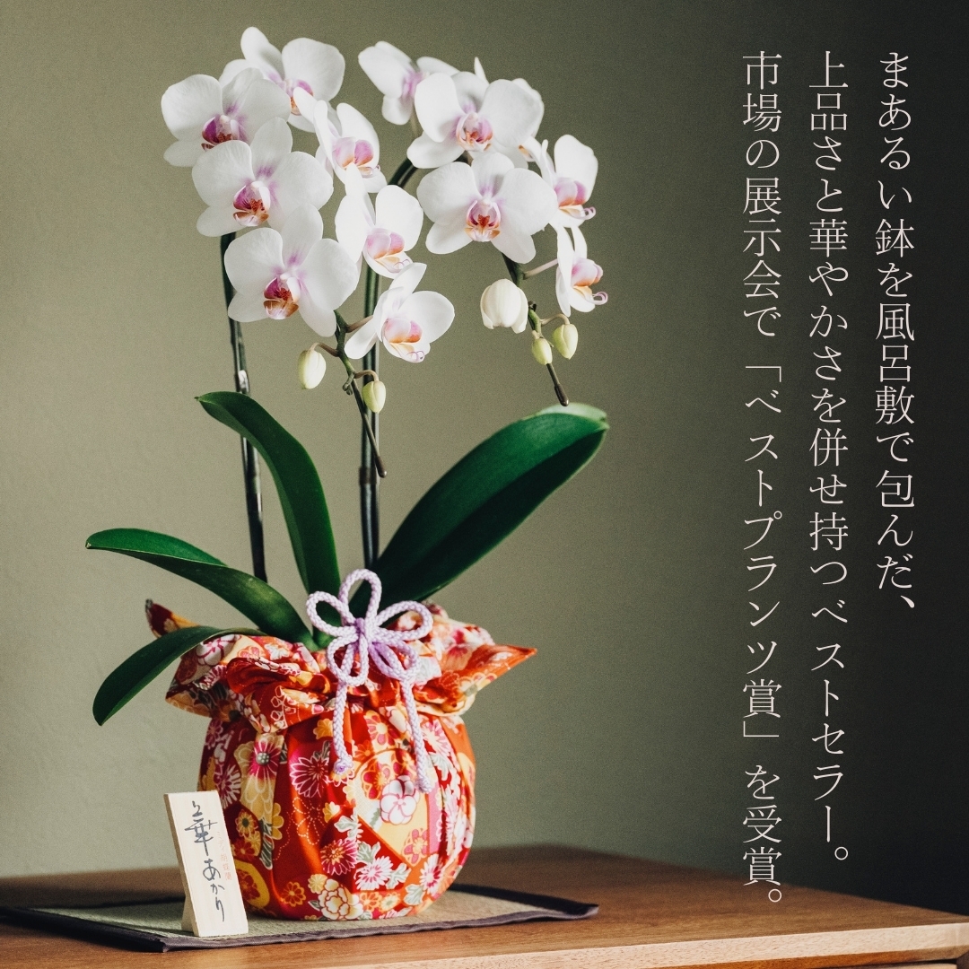 ミディ胡蝶蘭『華あかり』スタンダード イロハナ