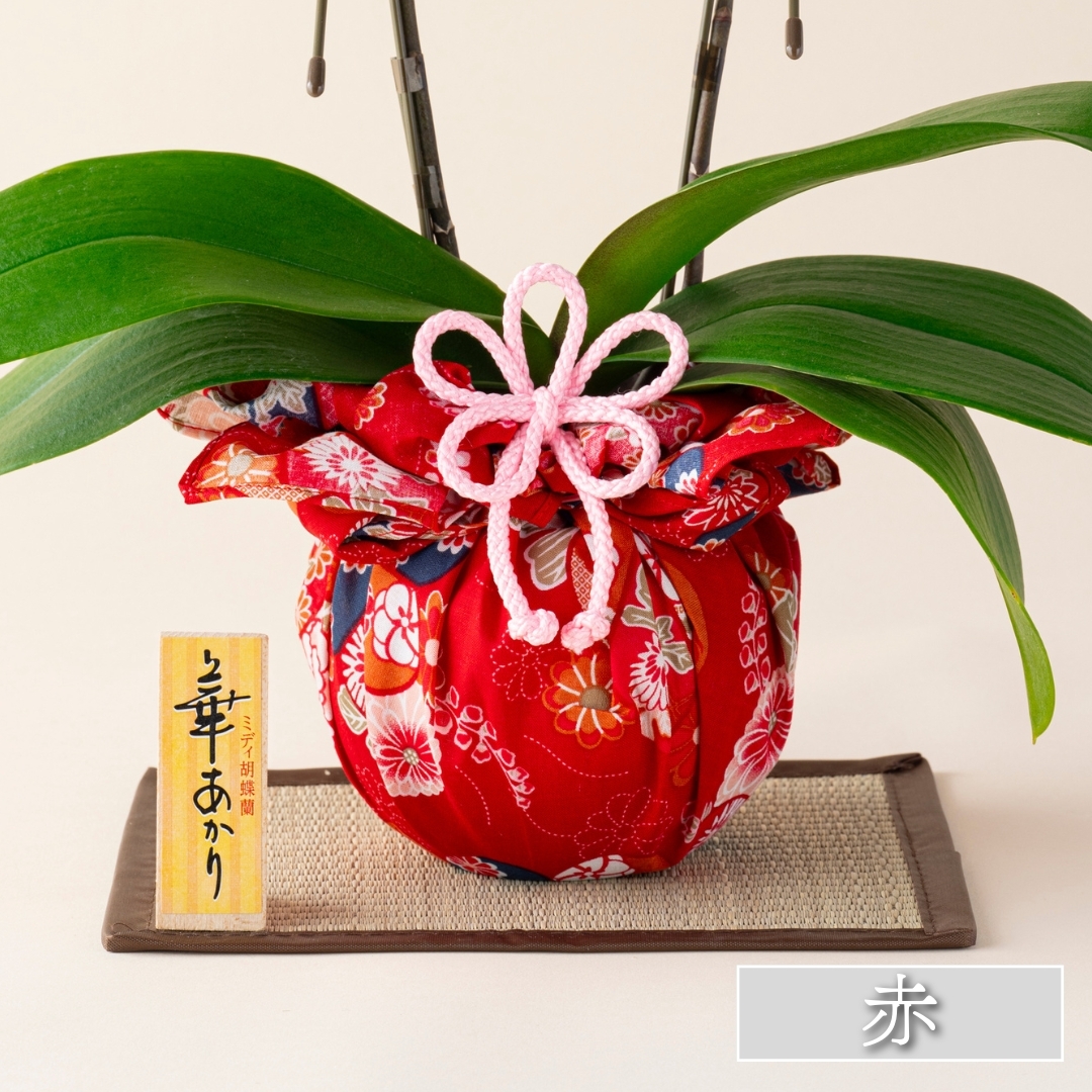ミディ胡蝶蘭『華あかり』スタンダード イロハナ