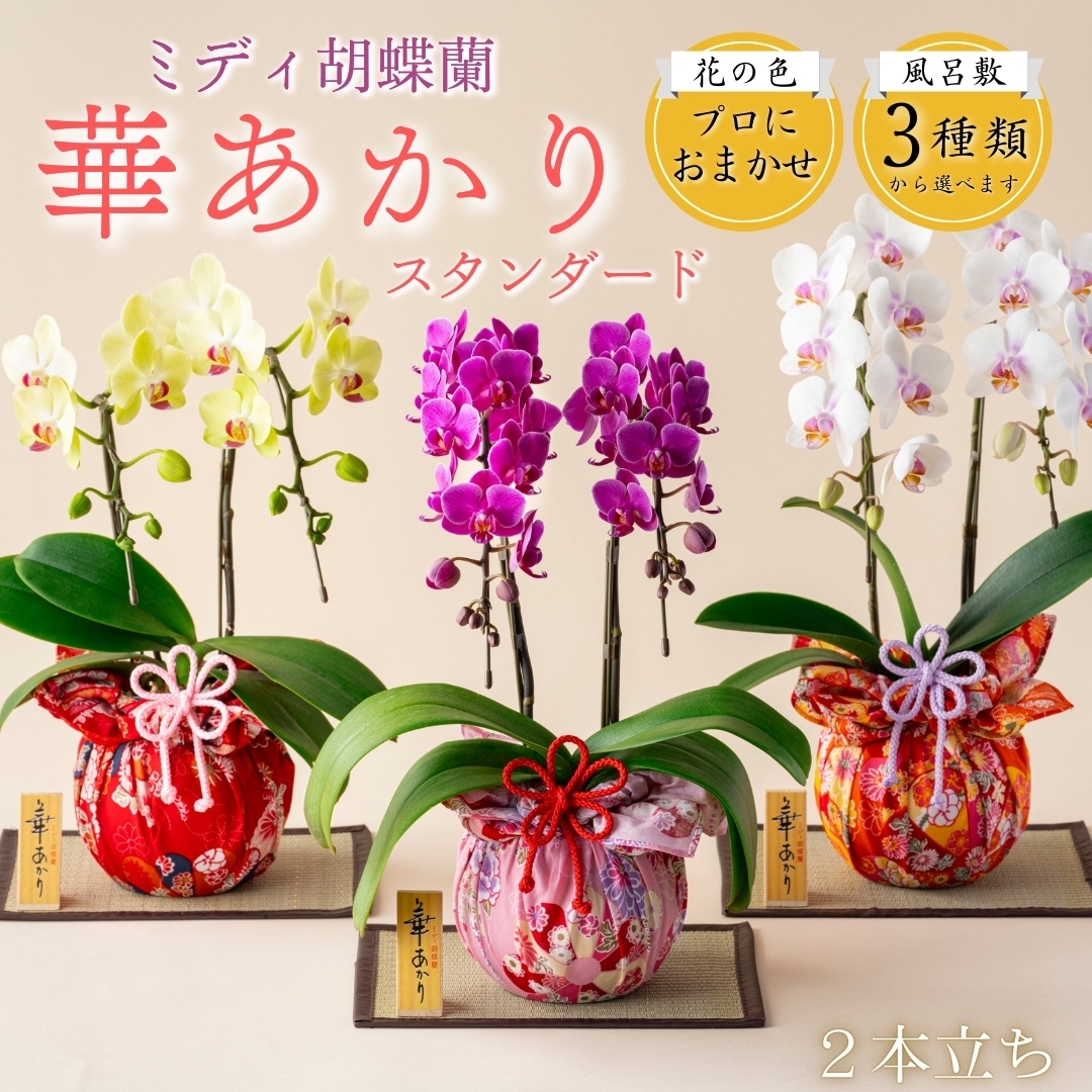 ミディ胡蝶蘭『華あかり』スタンダード イロハナ