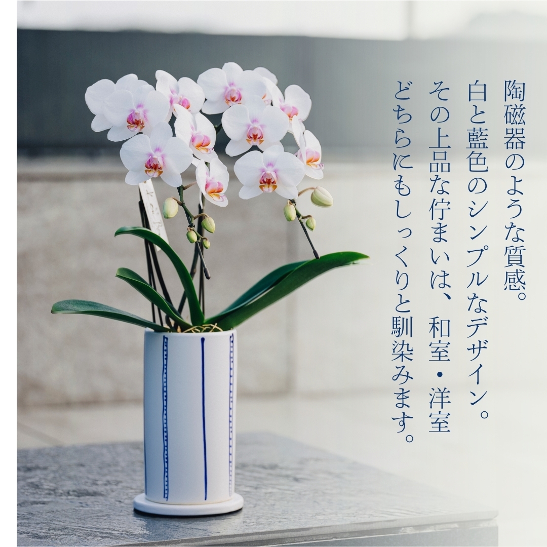 ミディ胡蝶蘭『KouBou』~空~ イロハナ