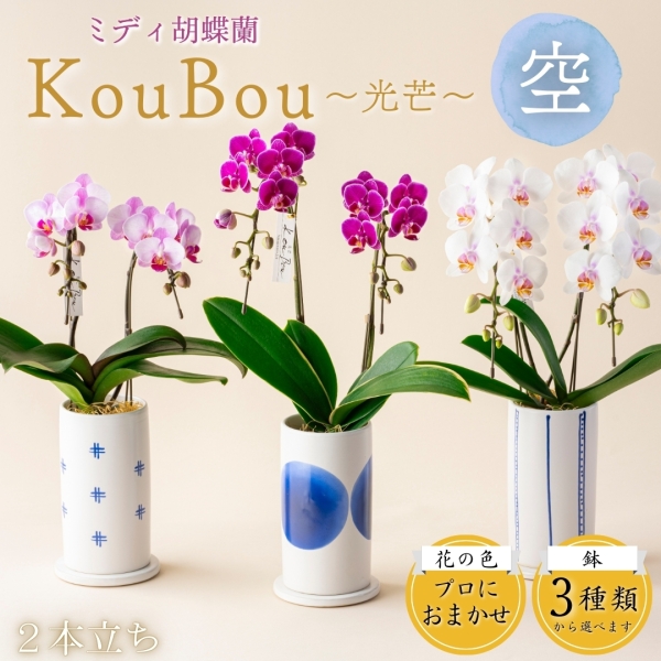 ミディ胡蝶蘭『KouBou』~空~