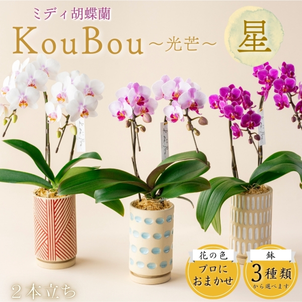 ミディ胡蝶蘭『KouBou』~星~
