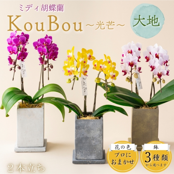 ミディ胡蝶蘭『KouBou』~大地~