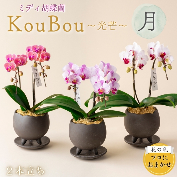 ミディ胡蝶蘭『KouBou』~月~