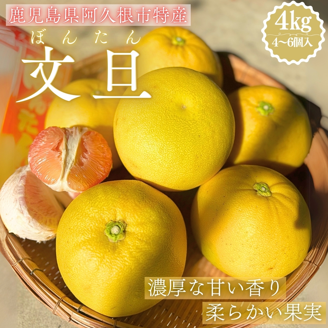 【鹿児島県阿久根市特産】文旦（ぼんたん）