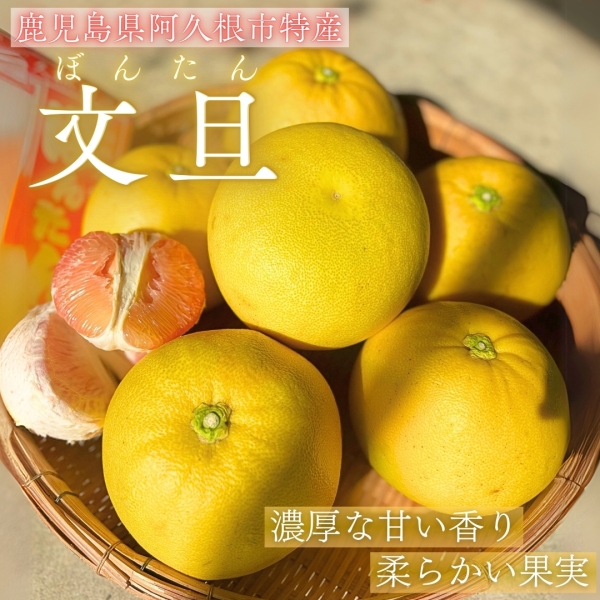【鹿児島県阿久根市特産】文旦（ぼんたん）