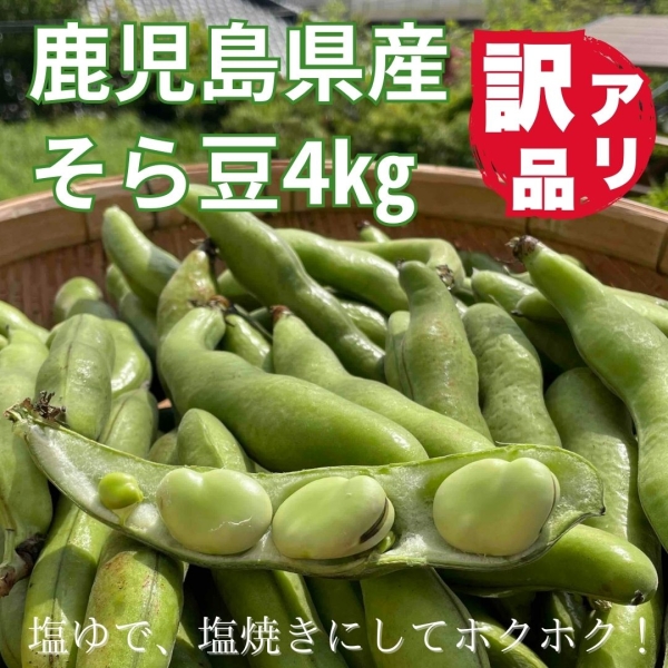 【鹿児島県産】そら豆（訳あり4㎏）