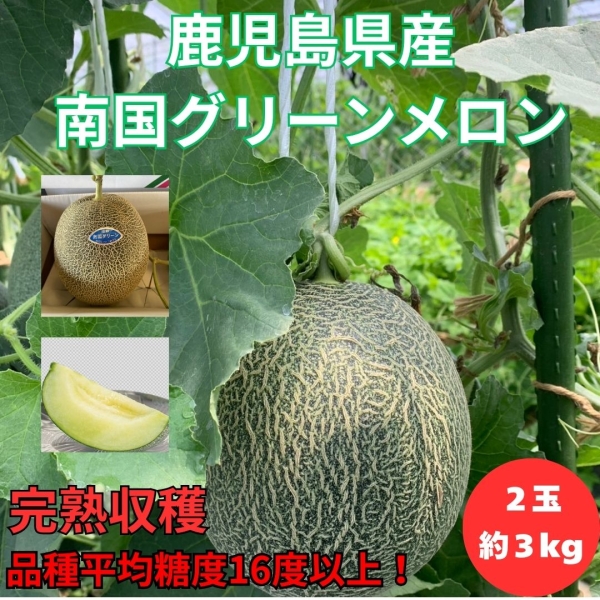 鹿児島県産南国グリーンメロン（2玉/約3㎏）