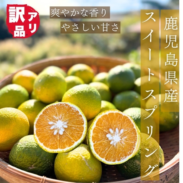 【鹿児島県産】スイートスプリング（訳あり10㎏）