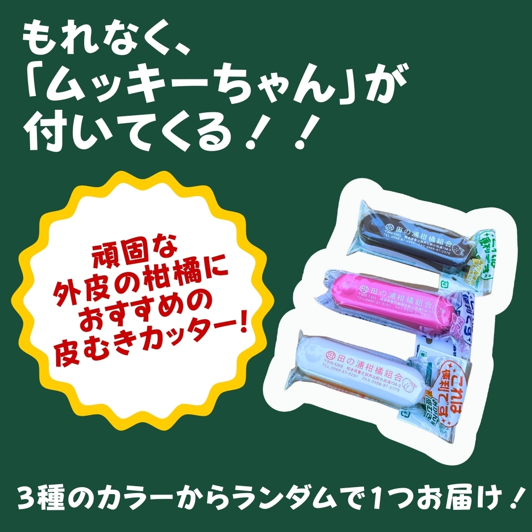 マルタの紅甘夏 優L 10kg 田の浦柑橘組合
