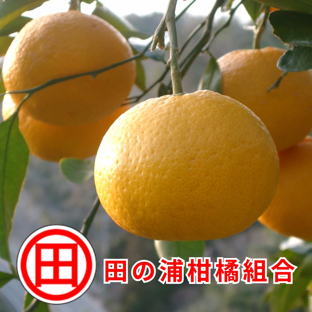 田の浦柑橘組合