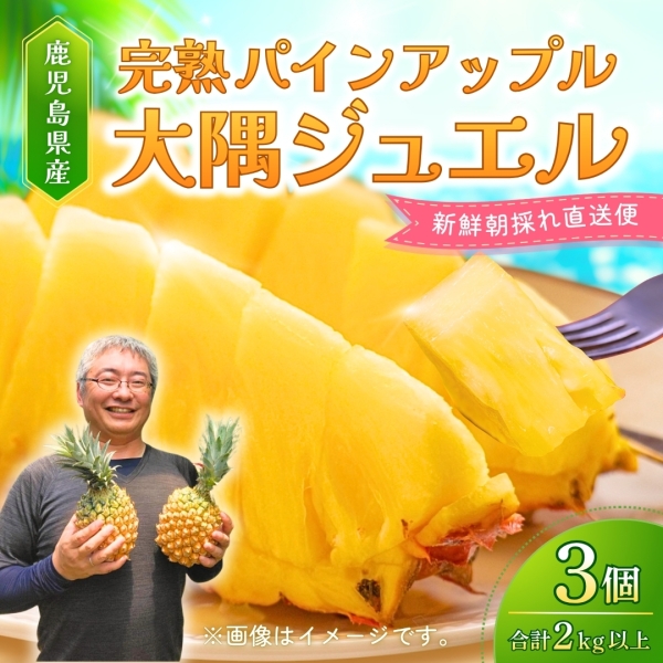 鹿児島県産 完熟パインアップル「大隅ジュエル」 新鮮朝採れ直送便