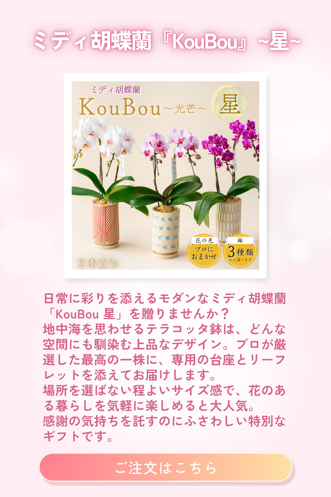 ミディ胡蝶蘭『KouBou』~星~