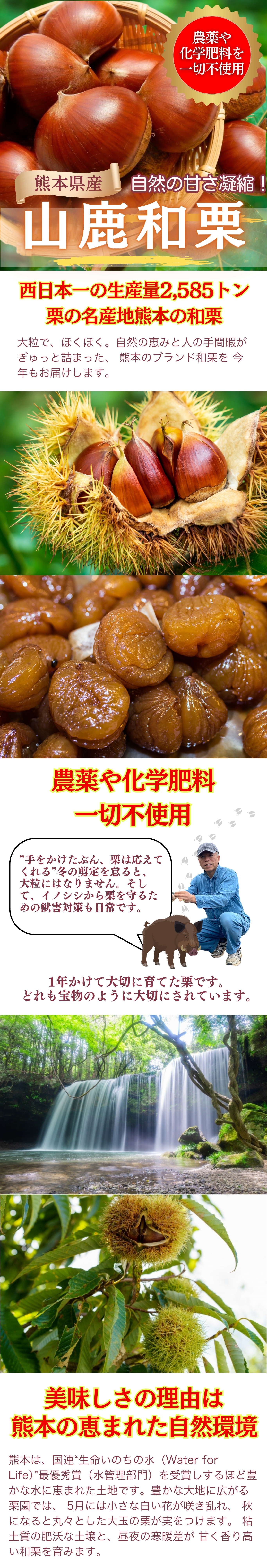 栗の特集