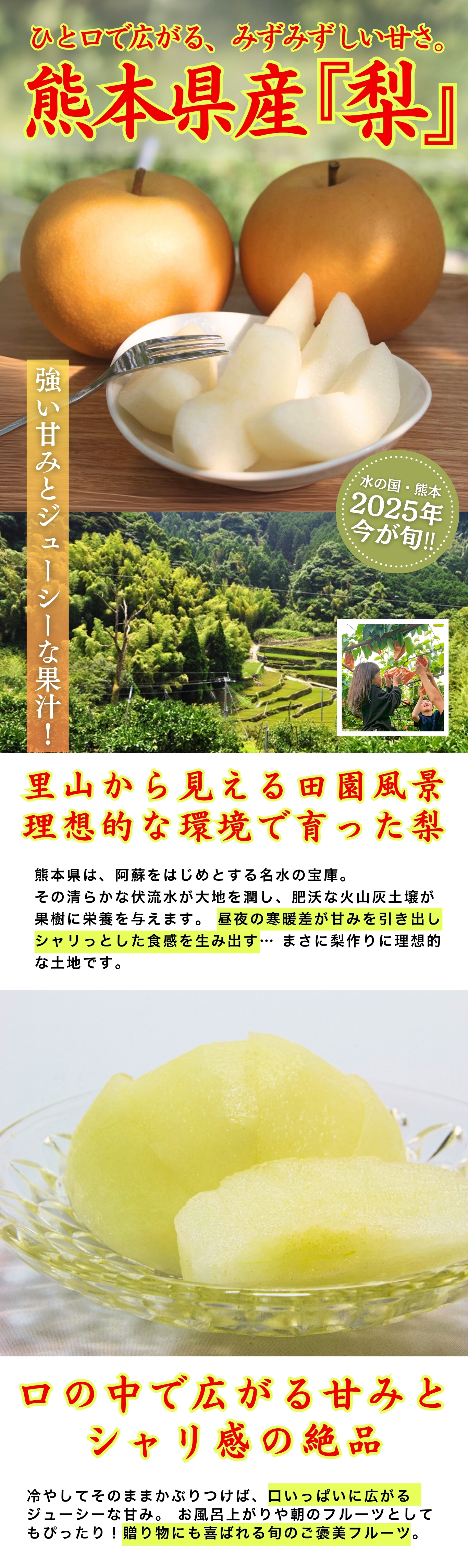 熊本県産梨特集