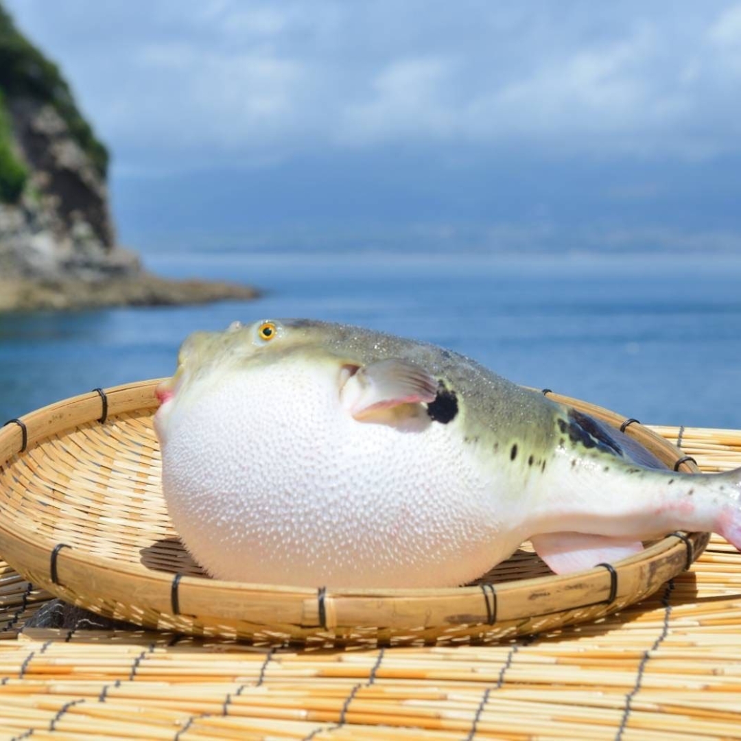 天草とらふぐ てっさ・てっちり 贅沢セット（3人～4人前） 天草海産