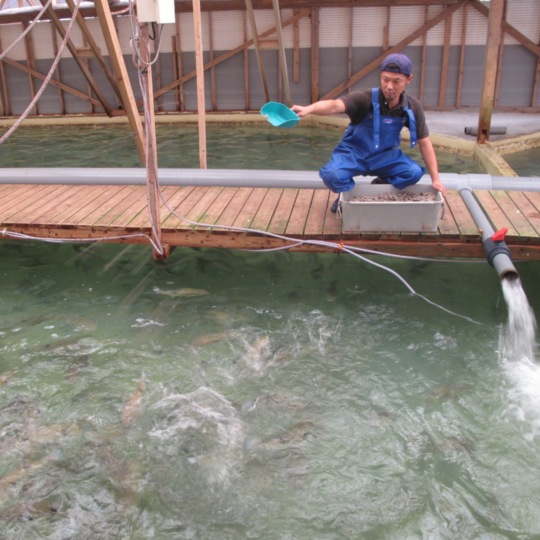 天草とらふぐ てっさ・てっちり 贅沢セット（3人～4人前） 天草海産