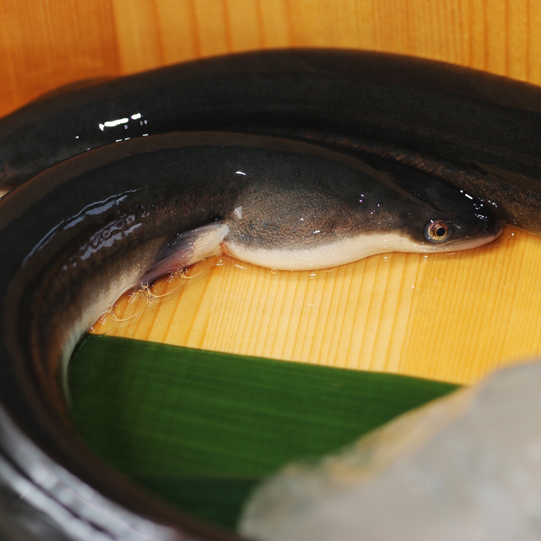 天草藍うなぎ蒲焼き（2～3尾／400g） 天草海産