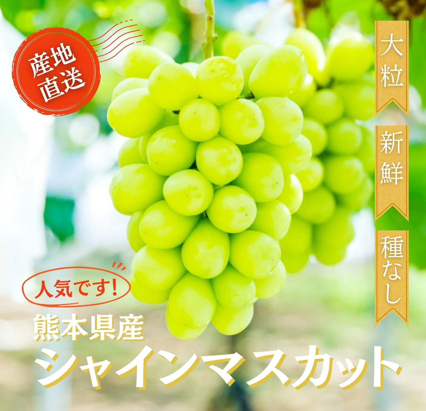 マスカット特集