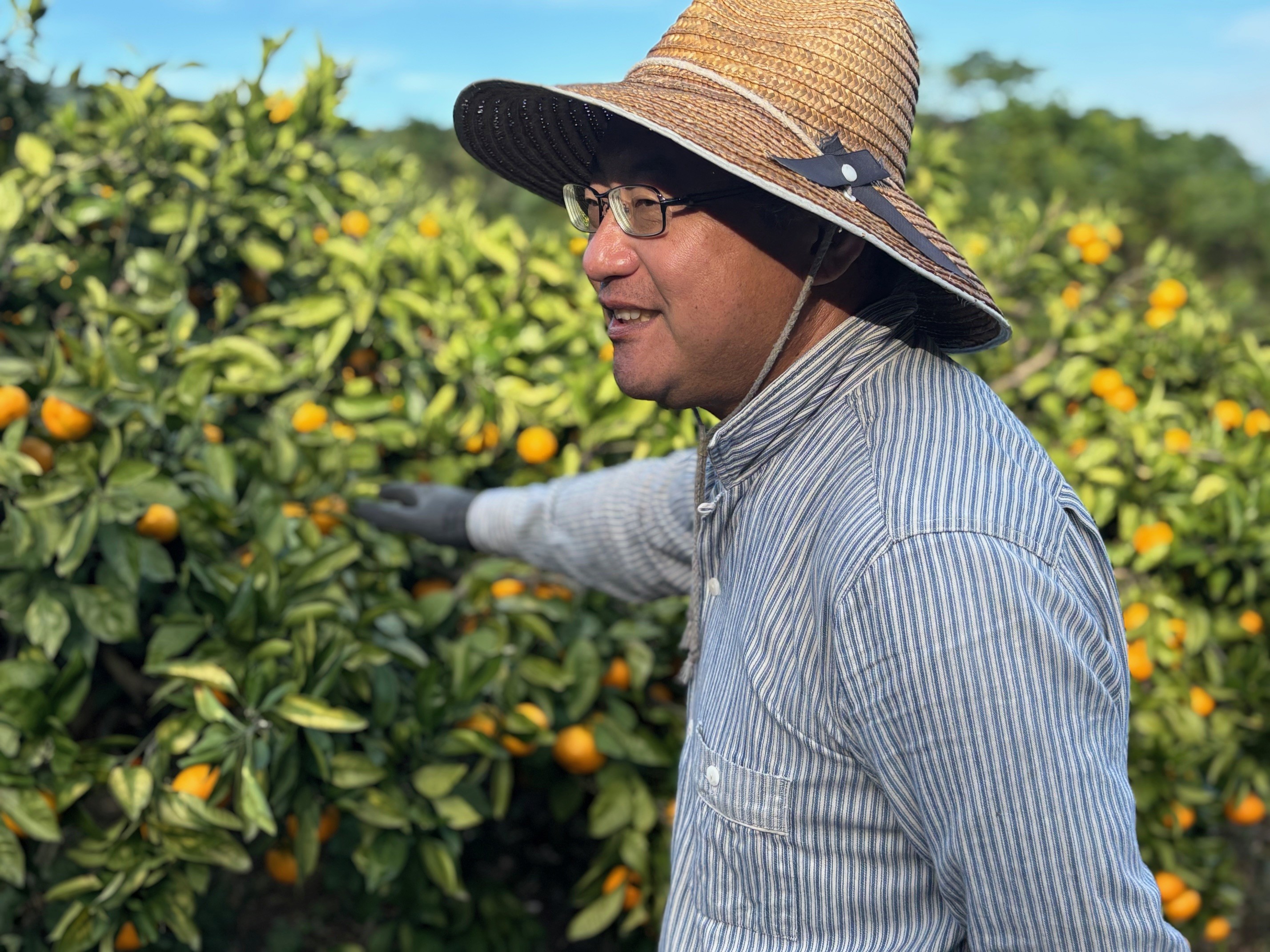 みかんを美味しく食べよう
