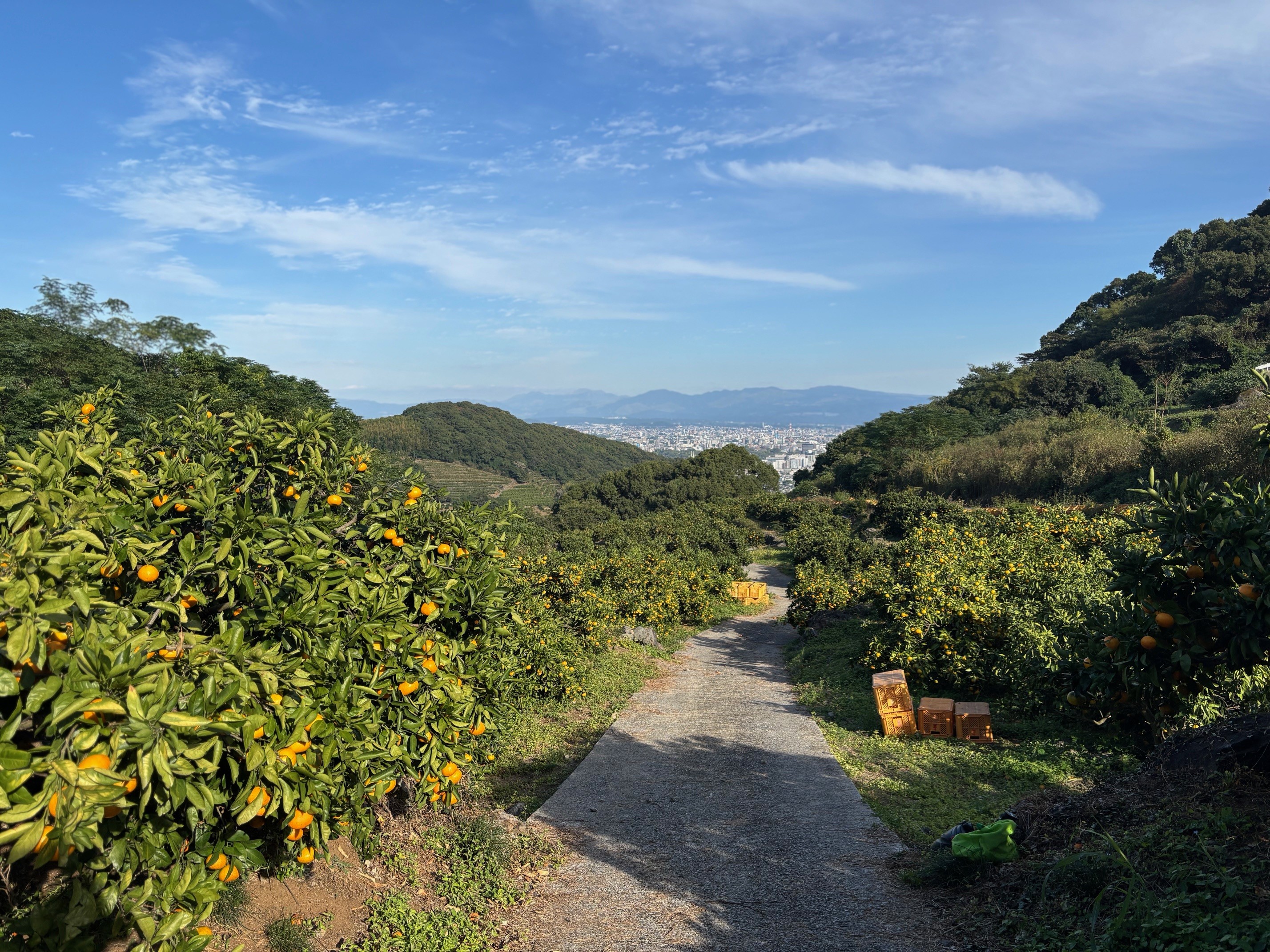 熊本県の上三柑橘