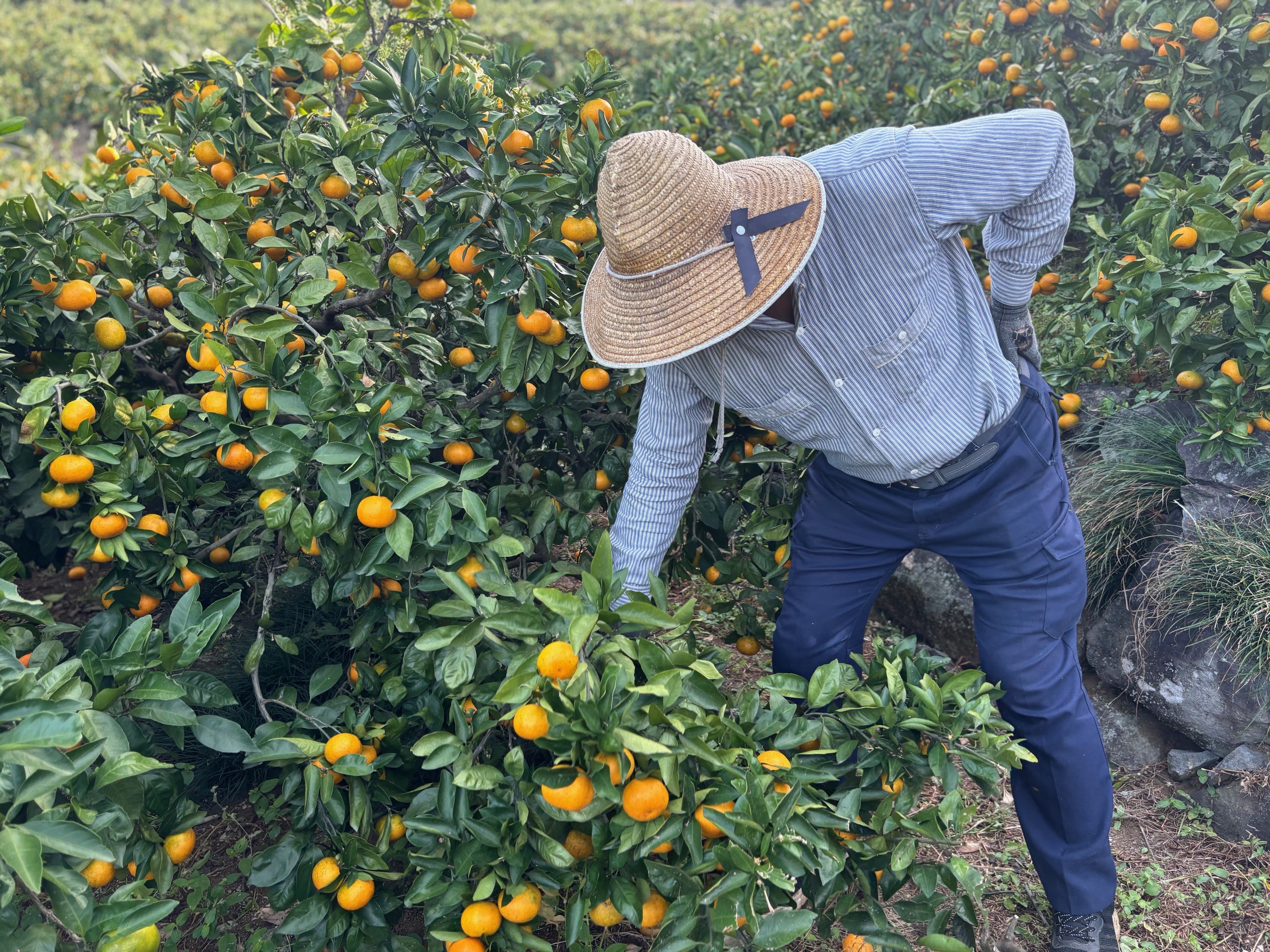 上三柑橘さんのみかんの木