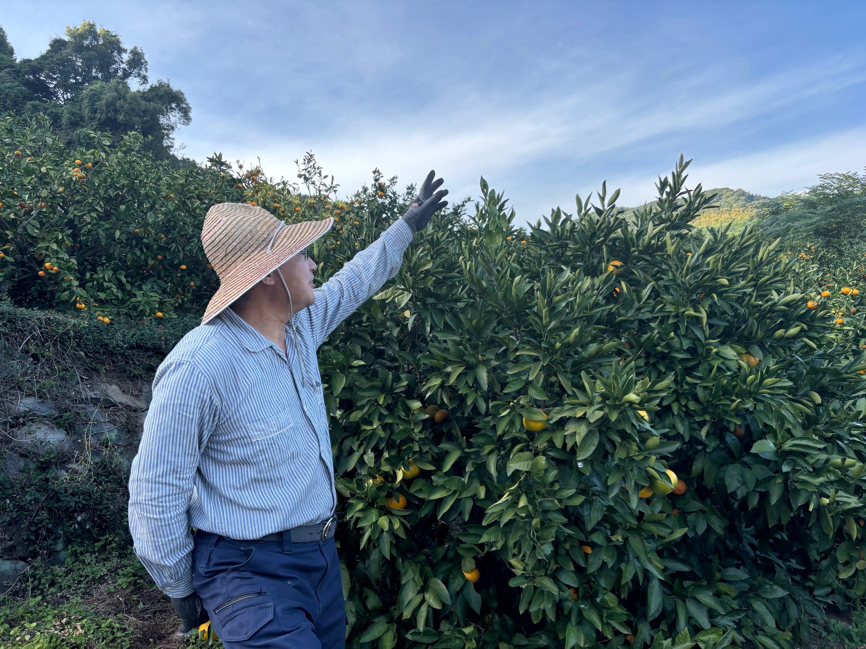 上三柑橘さんの農園