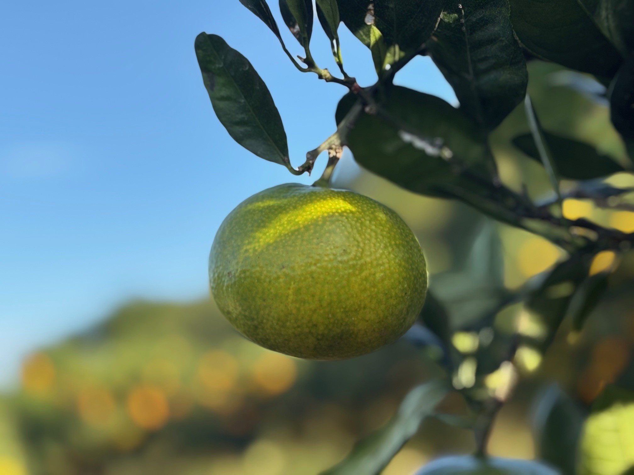 “薄皮で食べやすい”みかん