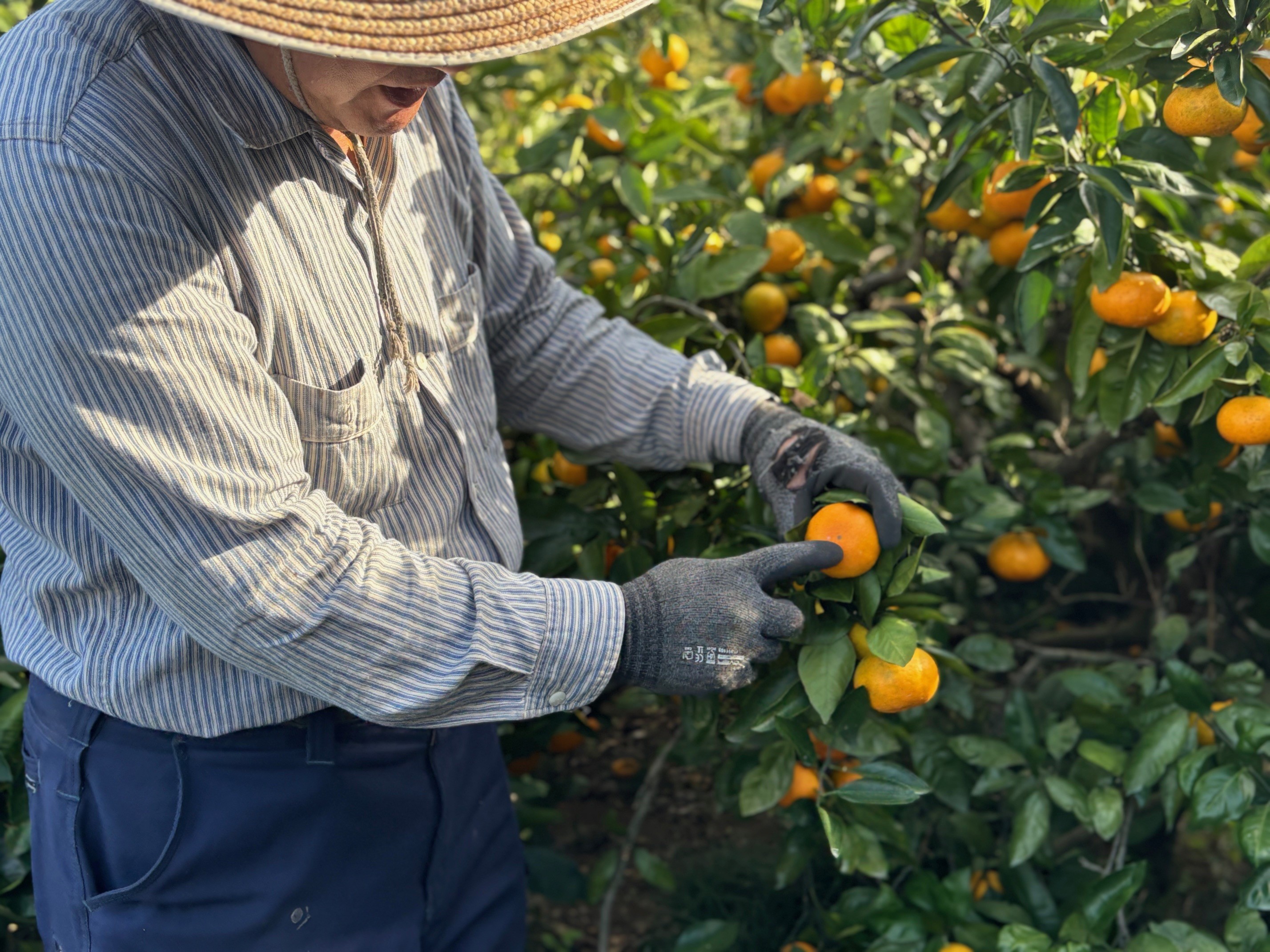農薬や肥料を使わず
